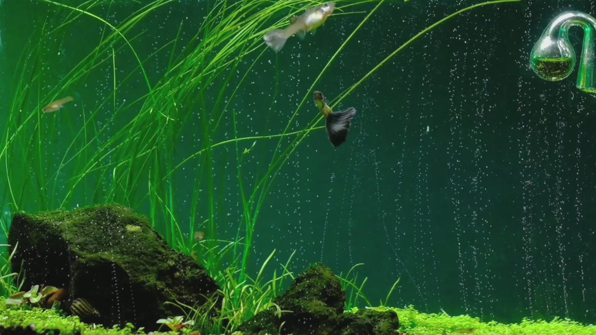 载入视频: The most advanced CO2 systems for planted aquariums: dual-stage regulators, diffusers and complete kits