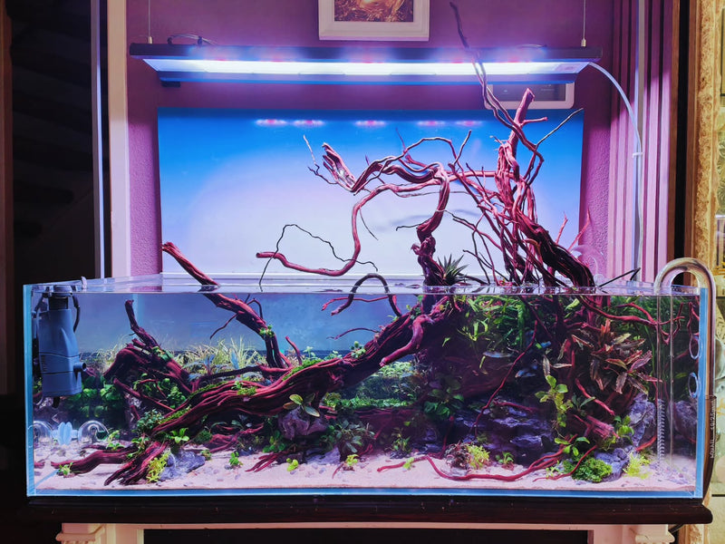 Instagram post by @aquascapebarendrecht